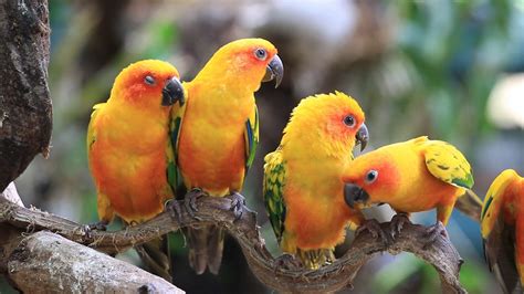 Cute Sun Conure Parrot Bird Group On Tree Branch Hd Clip