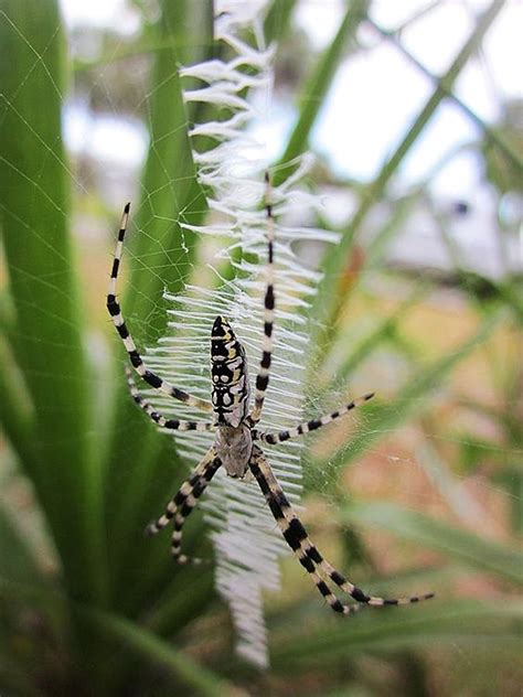 Zipper Spider Photograph By Pattie Frost Pixels