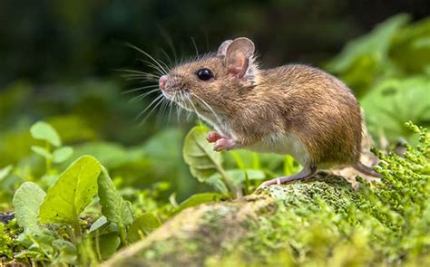 Mice In Alabama Mississippi And Louisiana Havard Pest Control