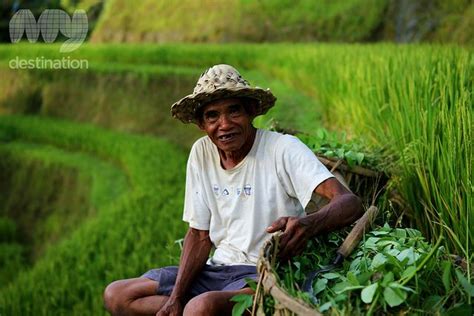 Rice Farmer Ubud Bali Farmer