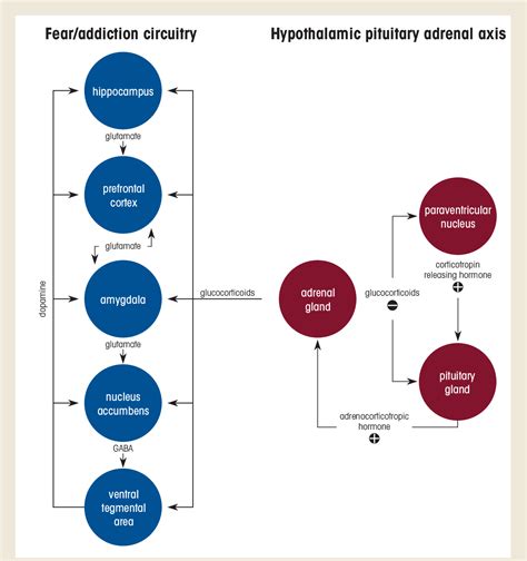 Figure 1 From Common Biological Mechanisms Of Alcohol Use Disorder And