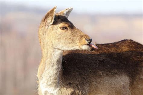Deer Puns Funny Deer Jokes For Hunters Nature Lovers