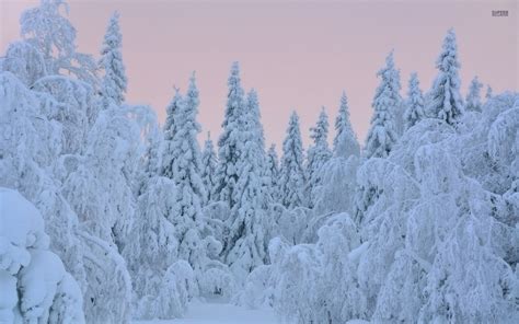 Thick Snow On Trees Hd Wallpaper