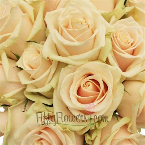 Creamy Peach Talea Rose Peach Roses Flowers Flower Care