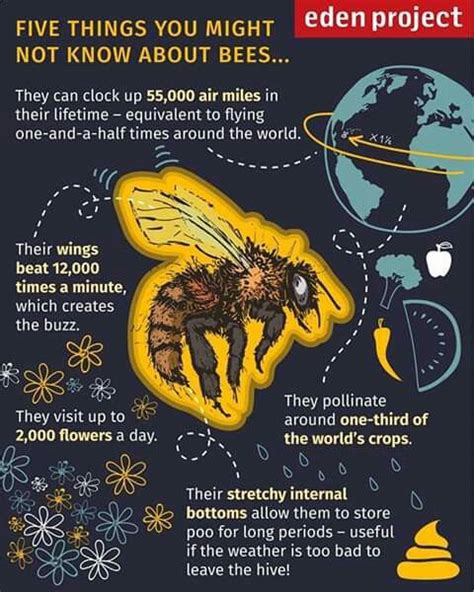 Pin By Lark Rowe On Weird Facts Bee Save The Bees Pollination