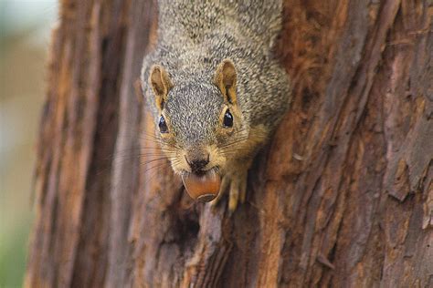 The Fascinating Story Of Squirrels And Acorns