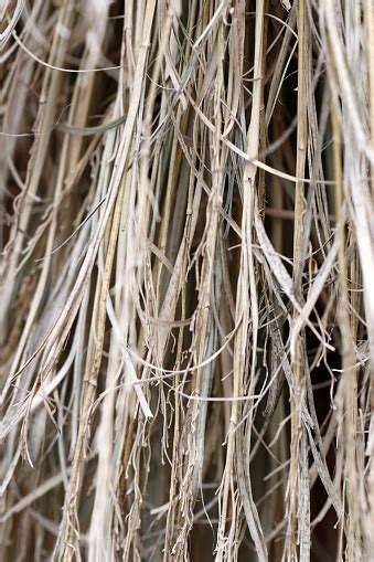 Japanese Traditional Straw Tied Up Using Palm Rope Method Close Up Detail Photography Stock