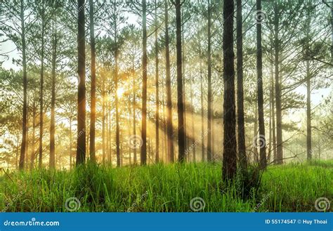Ray Of Sunshine In A Pine Forest In Da Lat Stock Image Image Of