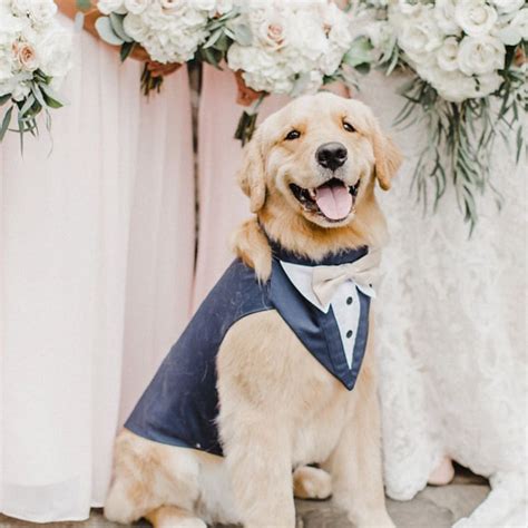 Large Gray Dog Wedding Tuxedo With Your Choice Of Color Of Bow Etsy