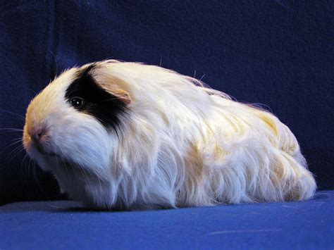 Pin On Best Guinea Pig Board