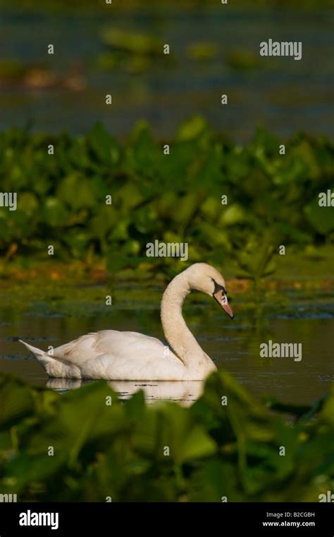 Mute Swan Cygnus Olor Stock Photo Alamy