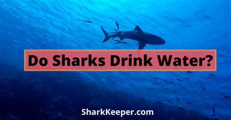 Do Sharks Drink Water Shark Keeper