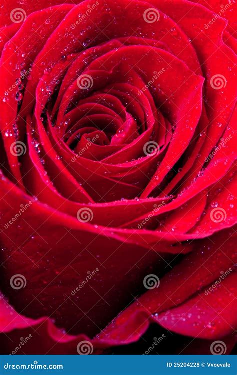 Red Rose Close Up Stock Photo Image Of Leaf Garden 25204228