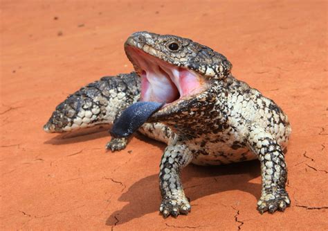 Haff The Shingleback Lizard Of Australia Is Monogamous During The