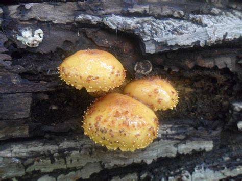 Fall Mushrooms Of Ohio And Id Request Mushroom Hunting