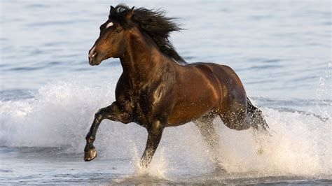 Funny animals videos animal apareamiento caballo like minecraft funny animals. Hermosos Caballos Corriendo - Imágenes de Animales | Fotos e Imágenes en FOTOBLOG X
