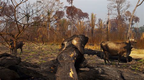 In Brazil Deforestation Is Up And So Is The Risk Of Tree