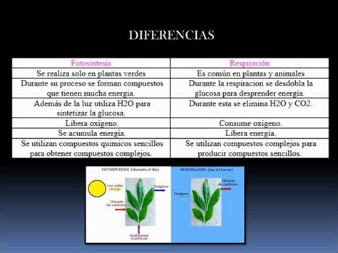 Cuadro Comparativo Entre La Fotosintesis Y La Respiracion Celular