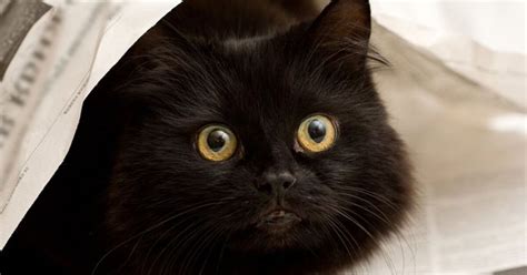 Facts And Myths About Black Cats Petguide