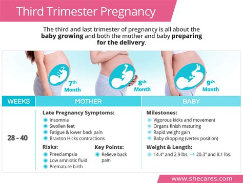 Three Month Pregnancy Symptoms Hiccups Pregnancy