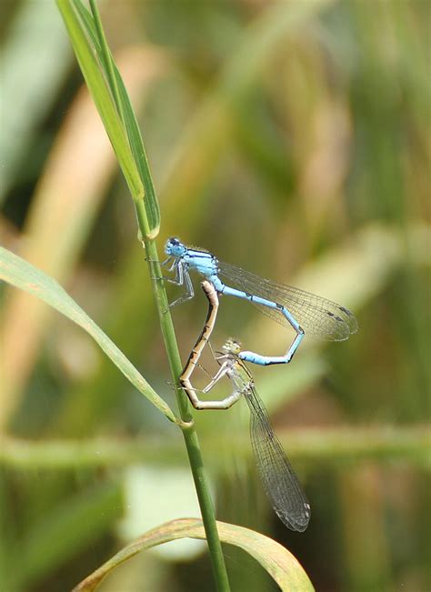 Common Blue Damselfly 2013 Attenborough Nature Reserve N Flickr