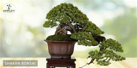 6 Bonsai Styles Or Forms For The Perfect Tree Simplify Gardening