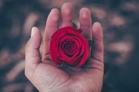 Gambar Tangan Menanam Daun Bunga Bunga Cinta Mawar Merah