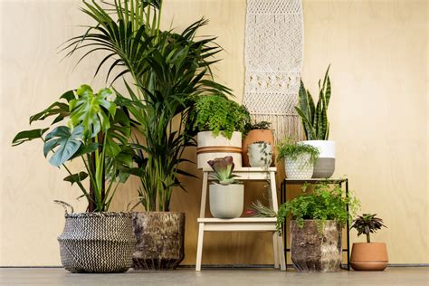Celebrate the season with indoor seasonal décor from sam's club. Indoor plant styling: What's hot for 2018 - Homely