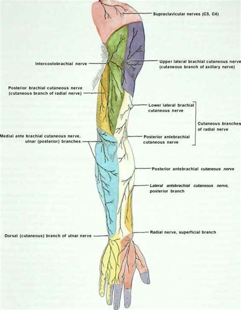 Lateral Antebrachial Cutaneous Nerve Compression Afte Vrogue Co