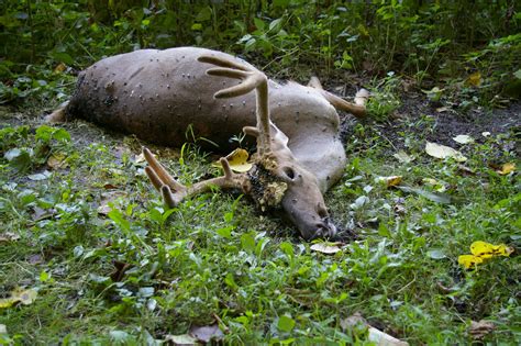 Ehd Outbreak Killing Deer Across Western Pennsylvania