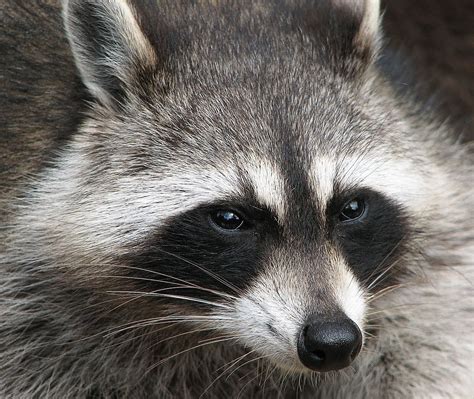 Common Raccoon Lewisboro Field Guide