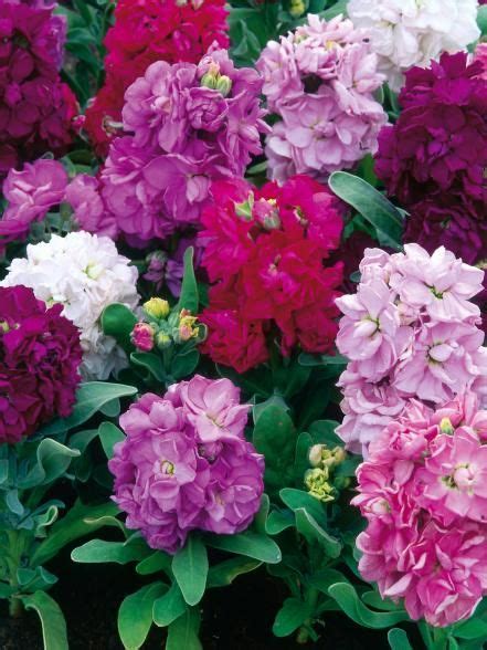 Nodding pink onion (allium cernuum): 17 Annual Flowers for Year-Round Color | Gardens, Early ...