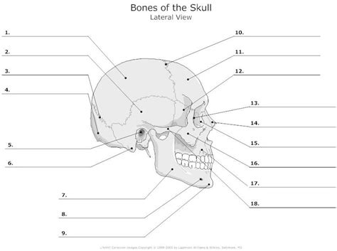 Unlabeled Skeleton Print Out Human Skull Diagram Unlabeled Skeleton