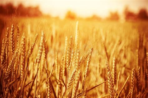 Golden Wheat Field Stock Image Image Of Corn Farming 34603789