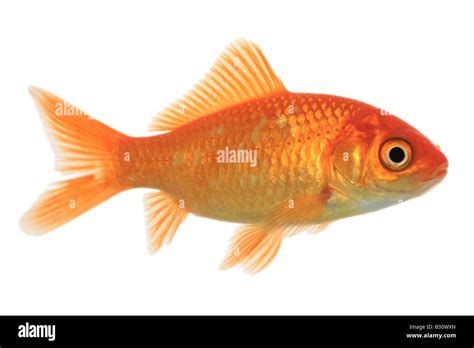 Carassius Auratus Goldfish Common Carp Stock Photo Alamy