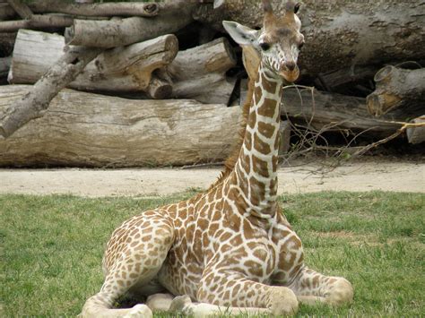 Baby Giraffe Jim Bowen Flickr