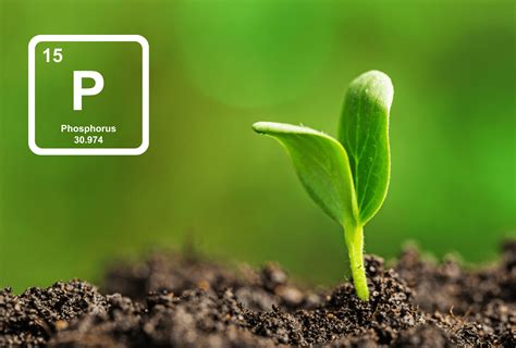 European Sustainable Phosphorus Platform To Address Nitrogen Recycling