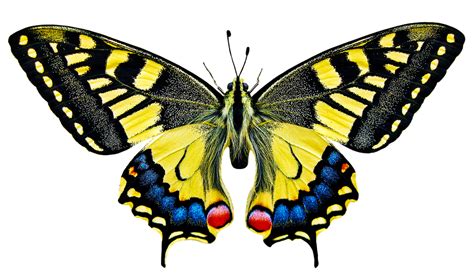 자연 동물 나비 Pixabay의 무료 사진