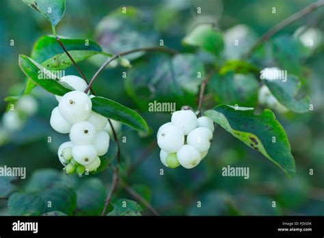 Common Snowberry Waxberry Symphoricarpos Albus Symphoricarpos Stock