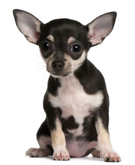 As with any breed, a chihuahua's lifespan varies depending on a number of different factors (see below for a complete list). Little-known Facts About the Chihuahua-Rat Terrier Mix ...