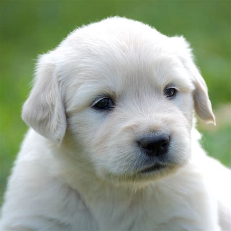 English Cream Golden Retriever For Sale NC | New York
