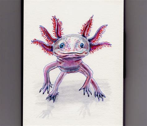 Axolotl Drawing Easy Learn How To Draw An Axolotl For Kids Animals