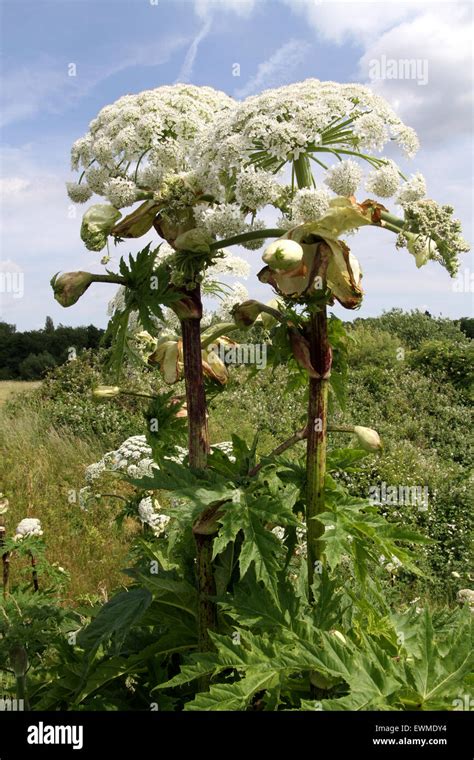 Giant Hogweed Heracleum Mantegazzianum Kent Stock Photo Alamy