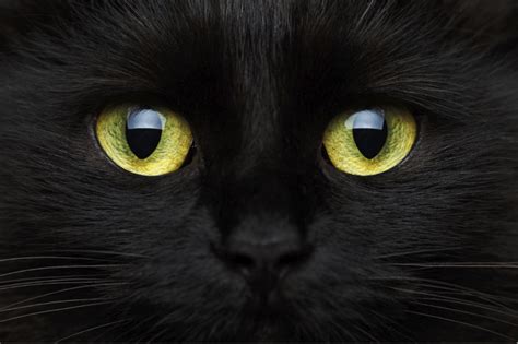 Feline 411 All About Black Cats Black Cat Cat Facts Cats