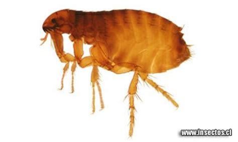 Blog de Diversificación: La pulga