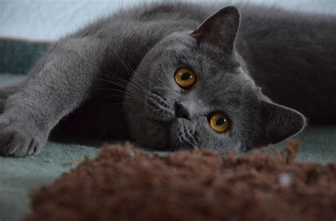 Britisch Kurzhaar Katze kaufen - Das sollten Sie wissen