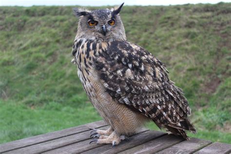 Eurasian Eagle Owl Zoochat