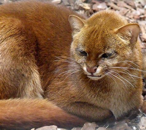 The Jaguarundi Also Called Eyra Cat Is A Small Sized