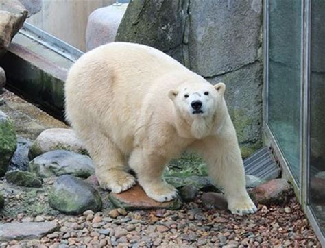 Female Polar Bear Joins Two Males At Highland Wildlife Park Hopefully