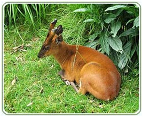 A great example of this are the animals in the avatar (last. Maenam Wildlife Sanctuary - Maenam Wildlife Sanctuary ...